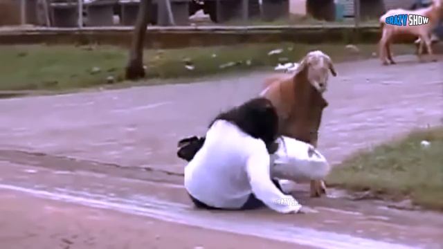 БАРАНЫ И КОЗЛЫ АТАКУЮТ! ПРИКОЛЫ С БАРАНАМИ СМЕШНЫЕ КОЗЛЫ #3 смотреть онлайн