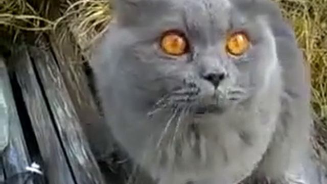 Говорящий Кот ! Смотреть онлайн смотреть онлайн