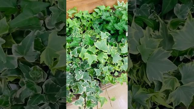 What kind of hanging plants is this?Japan Short