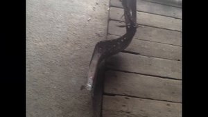 DAEWOO LANOS замена лонжеронов с телевизором!