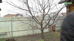 До какого момента можно делать искореняющее опрыскивание?