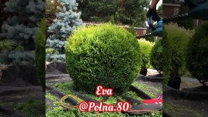 СТРИЖКА РАСТЕНИЙ! Форма ШАР! Обучение техникам стрижек растений!