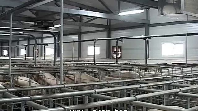 Свиноферма Pigfarm