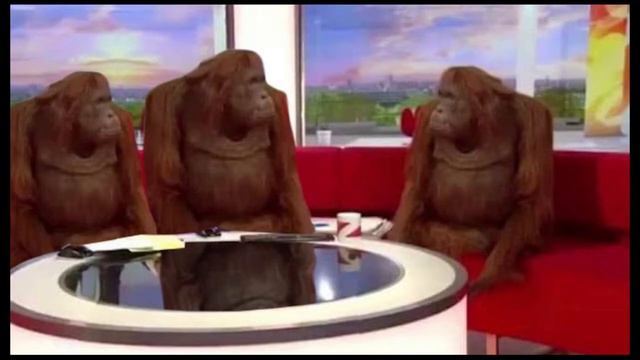 Три обезьяны за столом. Where banana? Три обезьяны мем. Откуда мем три орангутанга? смотреть онлайн