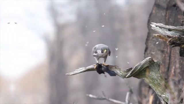 САПСАН кто он? Невероятный биоистребитель!! Эволюционное преимущество над другими охотниками в небе