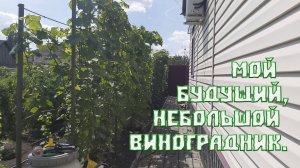 Виноградник | Мой будущий виноградник
