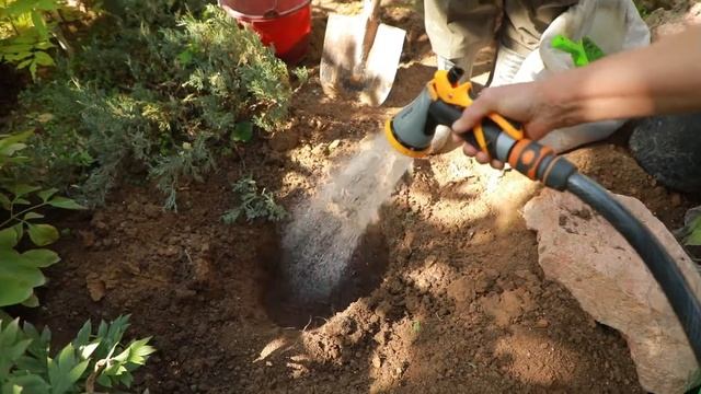 Пионы уход посадка / Любители цветов Мубарак Дадабаева смотреть онлайн