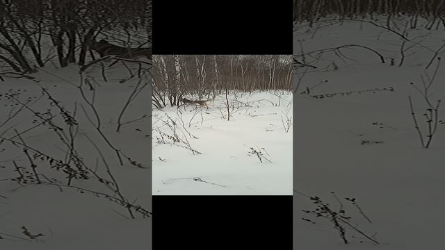 Сибирский хаски Умка морозов не боится. Сибирская хаски в снегу веселится.