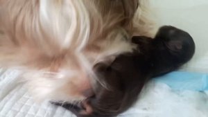 Йоркширский терьер. Как помочь родить щенков.