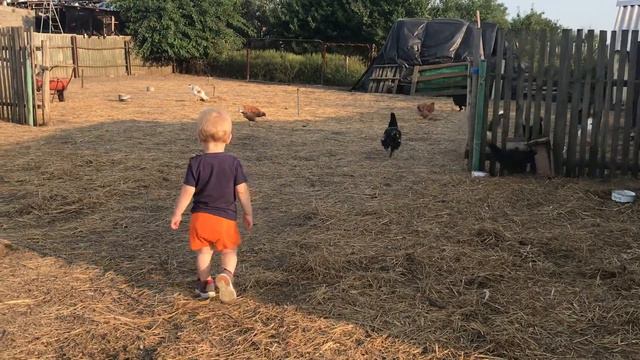 Малыш Саша играет с Курами и домашними животными смотреть онлайн