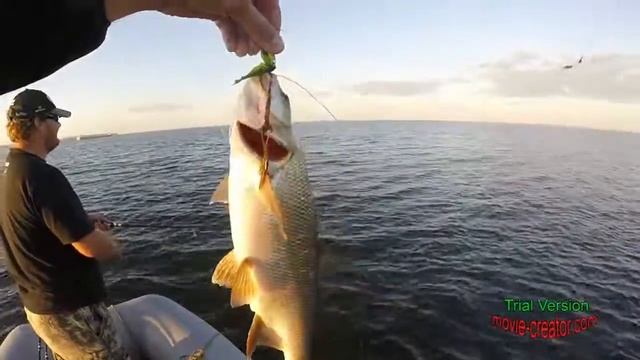 Рыбалка в Саратовской обл. Ловля жереха.Волга. Золотое.Дубовка. смотреть онлайн
