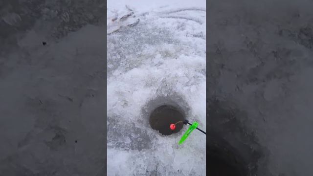 Зимняя рыбалка на р. Волхов в Рождество🎄🎅🔔❄