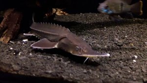 Осетры с астронотусами в домашнем аквариуме