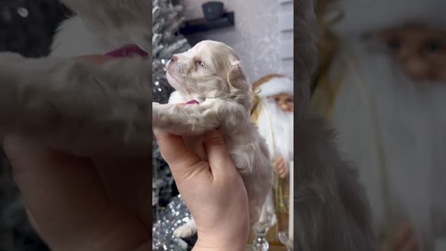 Мальтипу малыш смотреть онлайн