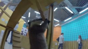 Погладь Енота (и не только) ♥ Днюха Пупы (17 годиков)