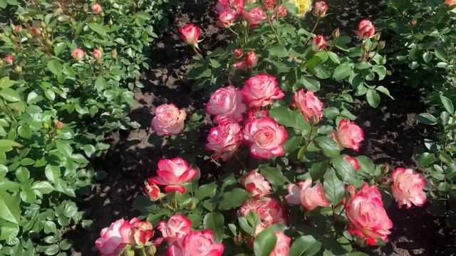 «Розовые поля»maryroses.ru смотреть онлайн