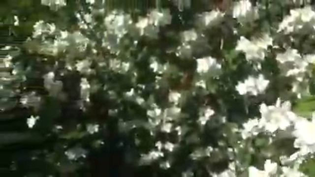 Жасмин. г. Павловск смотреть онлайн