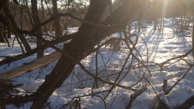 ЗАПАДНО-СИБИРСКАЯ ЛАЙКА ГЕРДА!!! КАЖДЫЙ ПЕНЬ КАЖДОЕ ДЕРЕВО ПРОВЕРИТЬ!!! СОБАКА В ПОИСКЕ!!! смотреть онлайн