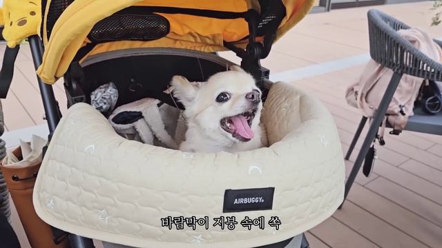 일본 도쿄 브이로그 l 가을 도쿄 일상, 편의점 간식 쇼핑&마트 장보고 한인마트 털기, 맥도날드 가을 한정 츠키미 즐기기