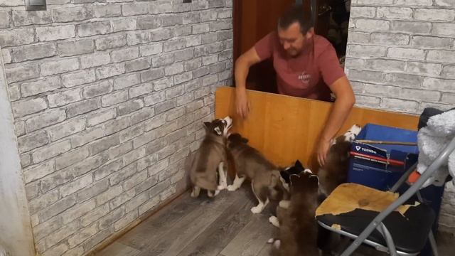 ЩЕНКИ ХАСКИ не отпускают ХОЗЯИНА / НАСТОЯЩАЯ ЛЮБОВЬ ХАСКИ смотреть онлайн