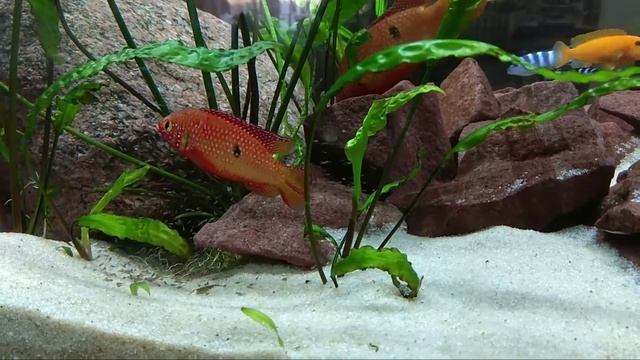 Хромисы красавцы выгуливают мальков. смотреть онлайн