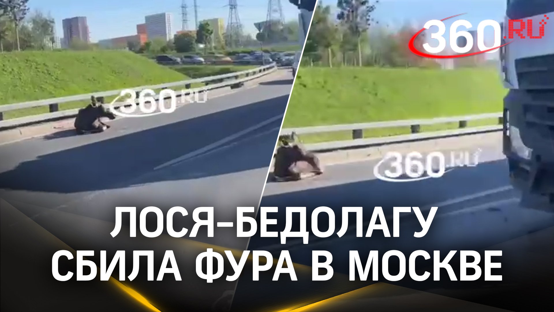Лось лежит на шоссе Энтузиастов в Москве: по нашим данным, бедолагу сбила фура