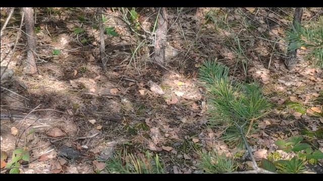 Заяц спит с открытыми глазами! смотреть онлайн