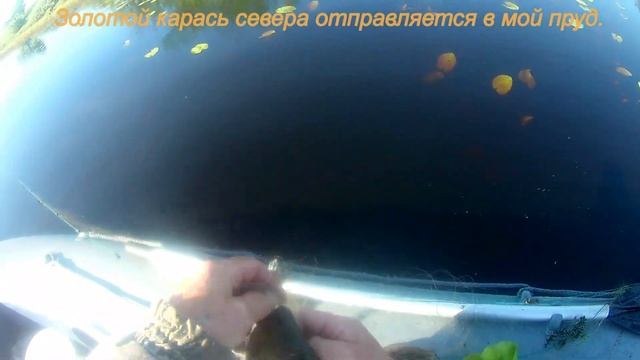 Золотые караси в домашний пруд. смотреть онлайн