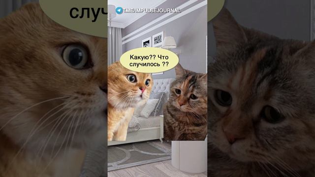 Проверенное средство #мыкотики #вмем #разговор #анекдот #шутки #кот #юмор #смешное #прикольно #мемы