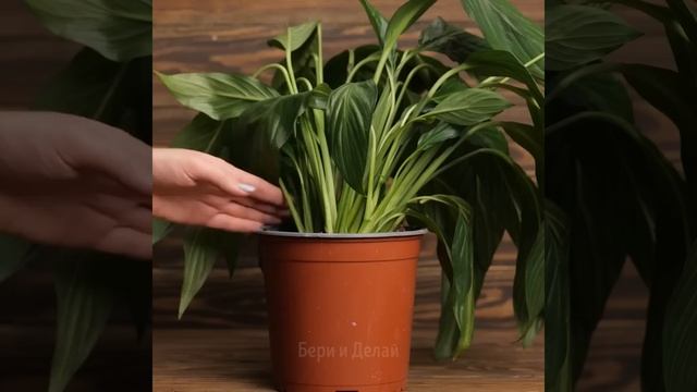 ПОЛЕЗНЫЕ СОВЕТЫ ПО САДОВОДСТВУ ДЛЯ КРАСИВЫХ И ЗДОРОВЫХ РАСТЕНИЙ смотреть онлайн