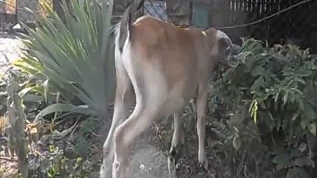 англо-нубийские козы