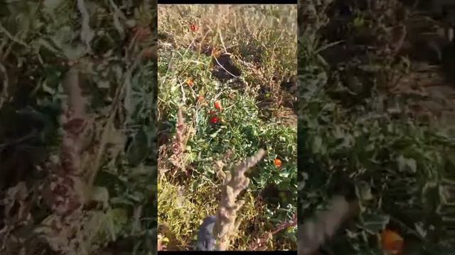 Помидор ТИМУРИД F1 (Timurid F1) - выбор фермера среди крупных сливовидных томатов! смотреть онлайн