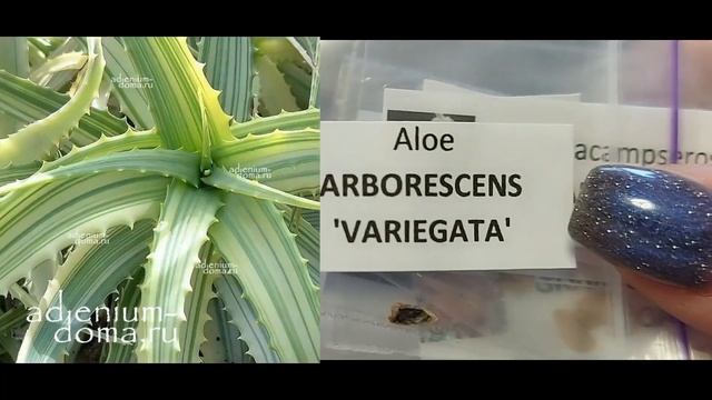 Распаковка посылки с черенками, письмо с семенами растения из совместной закупки. смотреть онлайн