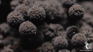 Таймлапс видео: как растёт плесень на еде?