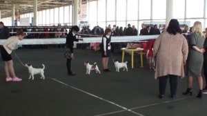 Выставка собак Кубок лидера 2017 Джек Рассел Терьер Сравнение на ВОВ