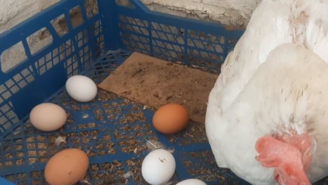 Как куры несут яйца Hen lays eggs Chicken laying an egg
