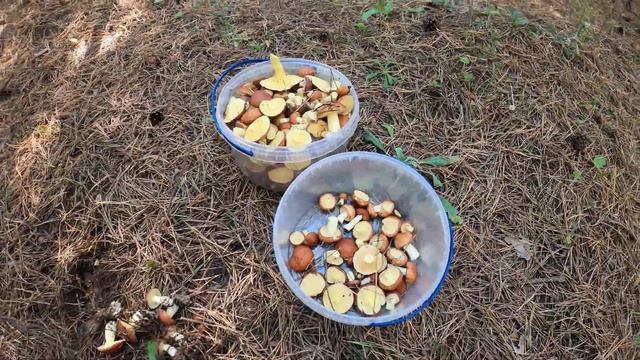 Грибы 2021! Огромные поляны маслят! Сбор маслят! смотреть онлайн