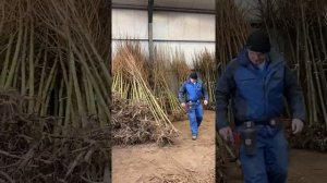 Клен остролистный специфика