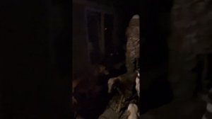 Хортые борзые. Кормление.Часть 1