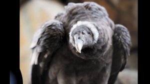 Самая большая птица в мире