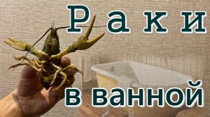 Содержание раков в ванной. Первые 3 недели.