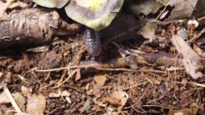 Isopods / Мокрицы