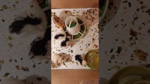 Понос у цыплят. Чем пропаивать