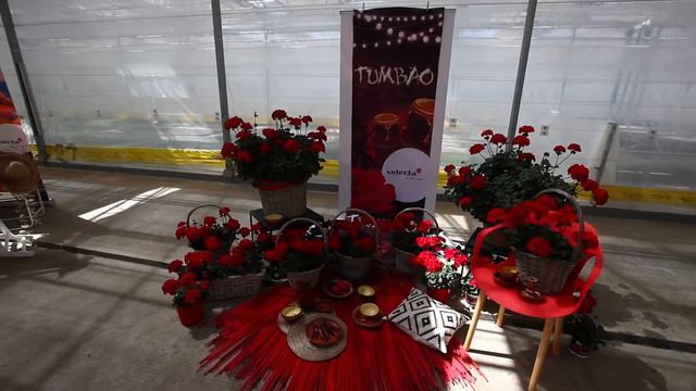Marketing concept Pelargonium Tumbao® смотреть онлайн