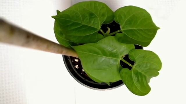 Cucumber Nyctinasty 2 смотреть онлайн