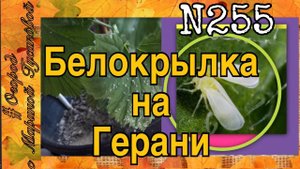 БЕЛОКРЫЛКА на королевской ГЕРАНИ. Спасаю черенкованием, купанием и протравливанием