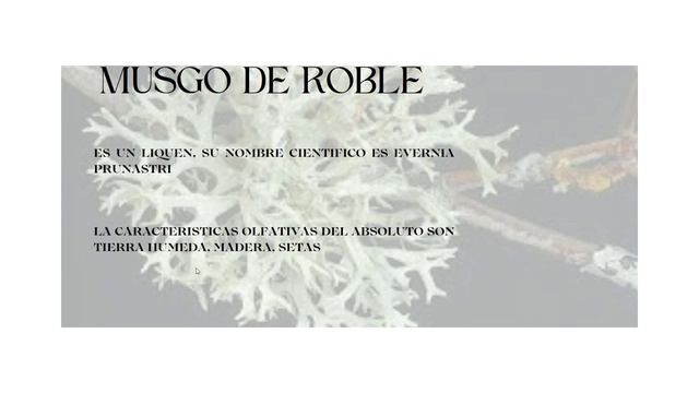 Café Virtual FORMACIÓN PERFUMES - Familia Olfativa Fougère - Jueves 12 Enero 2023 смотреть онлайн