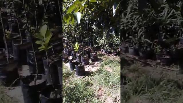 саженцы Плодовых деревьев с закрытой корневой системой