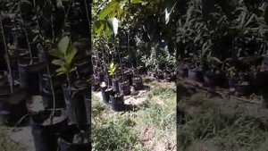 саженцы Плодовых деревьев с закрытой корневой системой