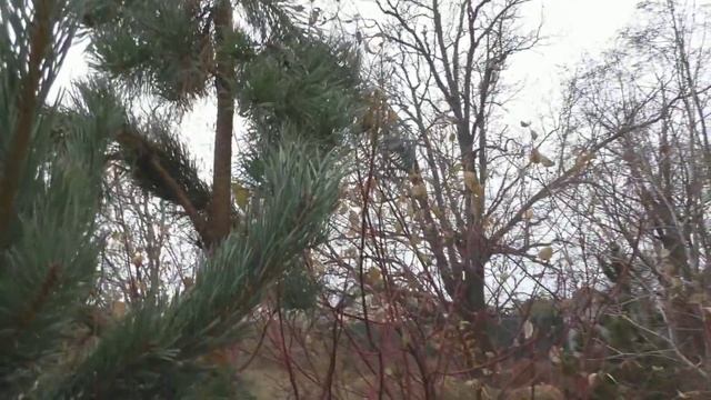 Обработка хвойных 1% медным купоросом. Часть 2. смотреть онлайн